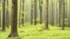 У Earthsight відповіли на критику Держлісагентства щодо звіту про незаконну вирубку лісу в Україні