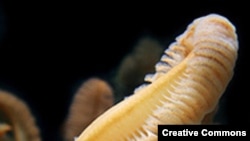 Морские перья. Древнейшие многоклеточные оказались похожими на этих современных морских беспозвоночных. <a href = "http://en.wikipedia.org/wiki/Image:Sea_pen2.jpg" target=_blank> Creative Commons</a>.