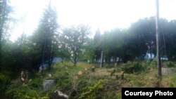 Вырубка реликтовых насаждений в Крыму
