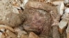 Iran--Mummified body found