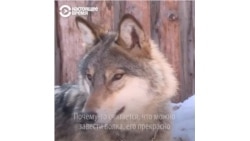 "Почему-то считается, что можно завести волка". С 2020 года держать в домах диких животных будет запрещено
