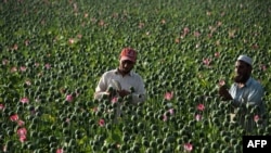 Afghan farmers harvest opium sap from a poppy field in the Chaparhar district of Nangarhar Province in April 19.