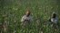 Afghan farmers harvest opium sap from a poppy field in the Chaparhar district of Nangarhar Province in April 19.