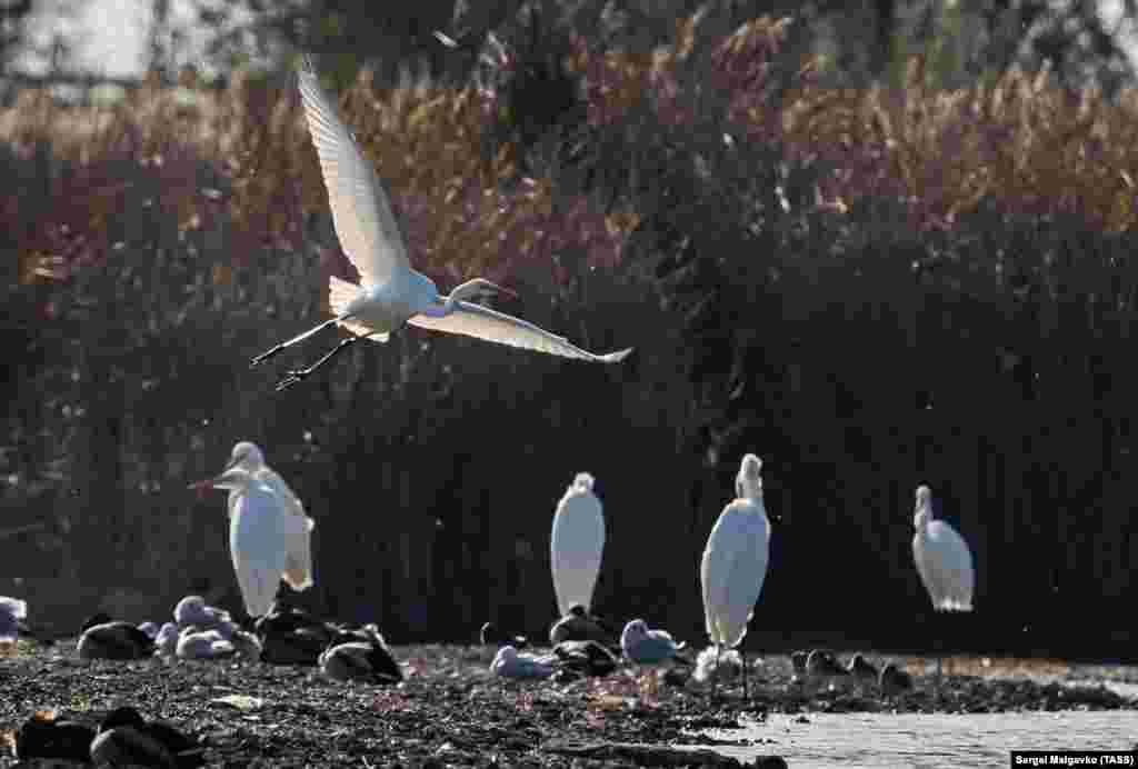 Цапли &ndash; также достаточно крупные птицы. В отличие от лебедей, они могут добывать еду не только клювом, но и ногами