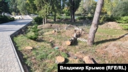 Спиленные деревья в Гагаринском парке Симферополя. 6 октября 2026 года