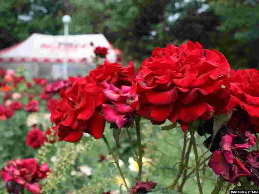 Roses grow in abundance in Osh, where even the most modest yards and roadside patches are packed full with the fragrant flowers.