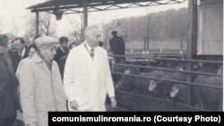 Criza de alimente a făcut ca oaia să fie cel mai prețios capital. 4 noiembrie 1981.Vizită de lucru la Ferma de creștere a ovinelor din județul Sălaj. Sursa: comunismulinromania.ro