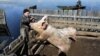 Belarus -- A man touches his pigs during spring flood in a village of Snyadin, 09Apr2013