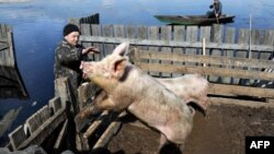 Belarus -- A man touches his pigs during spring flood in a village of Snyadin, 09Apr2013