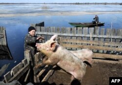 Выспачка для парсюxка ў Сьня́дзіне