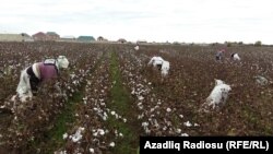 Biləsuvarda pambıq yığımı