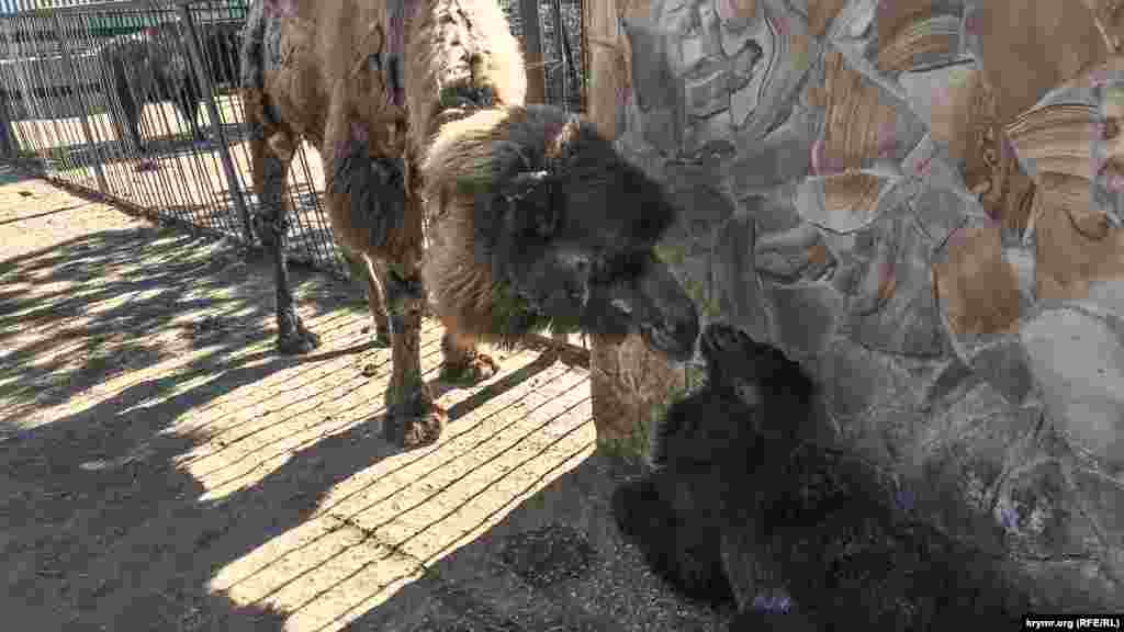 Новонароджене верблюженя в сафарі-парку &laquo;Тайган&raquo; у Білогірську