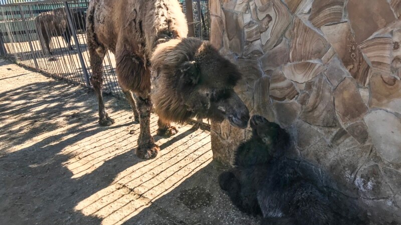 В крымских зоопарках Зубкова родились медвежата и верблюжата (+видео)