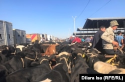 Фермеры объясняют, что продают часть скота, чтобы прокормить оставшихся животных