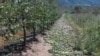Јаболкници погодени од невремето во Преспа