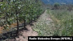 Јаболкници погодени од невремето во Преспа