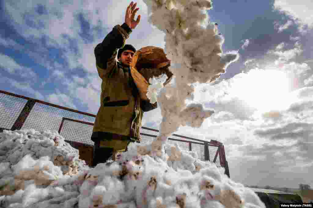 Cotton harvesting in Stavropol Krai, Russia. (TASS)