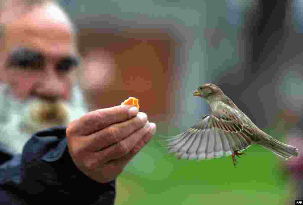 A man feeds a sparrow in the garden of the Museo del Prado in Madrid. (AFP/Dominique Faget)