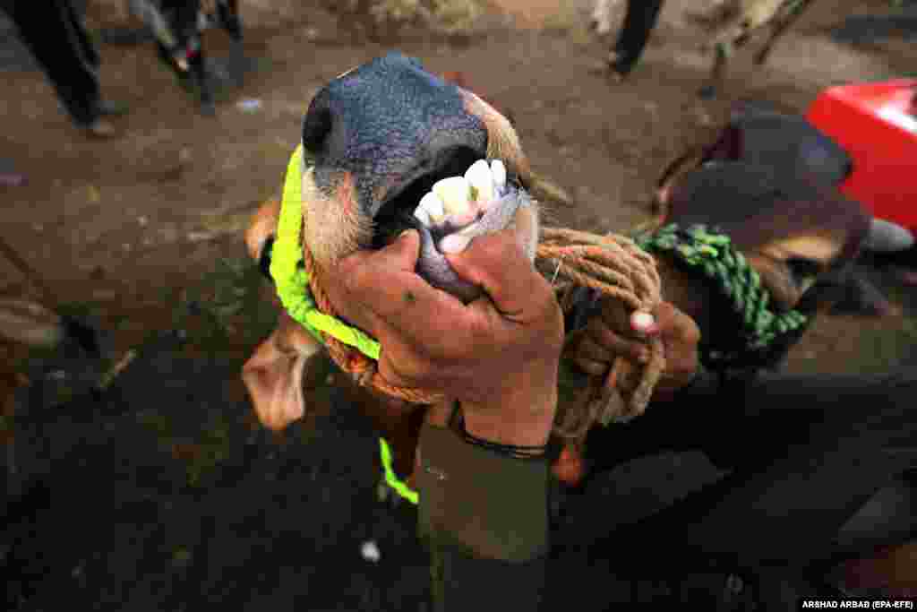 A man checks the teeth of a sacrificial animal to determine its age at a market ahead of the Muslim Eid al-Adha festival in Peshawar, Pakistan, on July 9. (epa-EFE/Arshad Arbab)