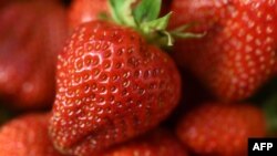 Много ферми за ягоди в Европа изпитват недостиг от работници заради затворените граници