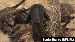 Ozodlik manbalariga ko‘ra, qo‘ydan yuqqan kasallik oqibatida kamida 8 odam gospitalizatsiya qilingan.