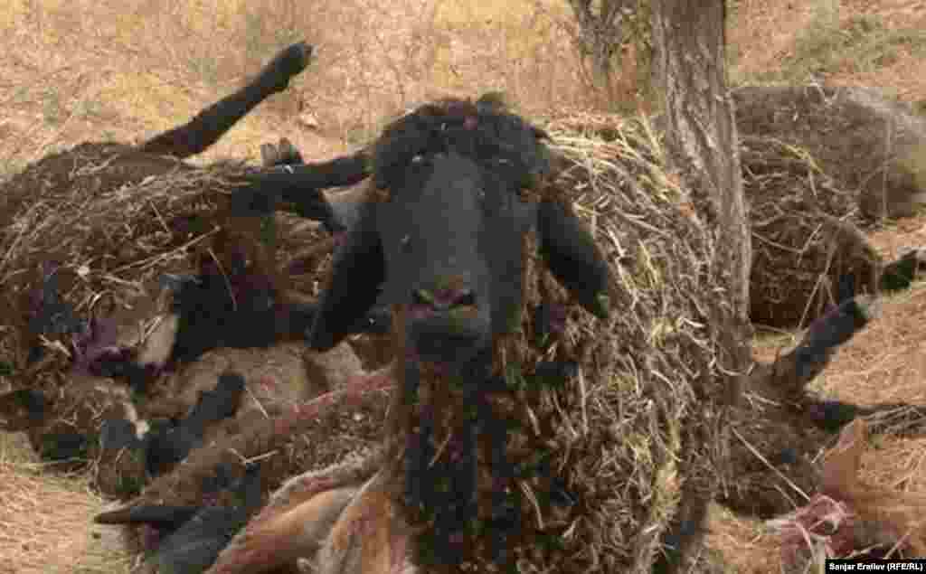 Массовая гибель домашнего скота в Джалал-Абадской области из-за вакцины