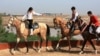 Ахалтекинские лошади. Туркменистан (Фото из архива) 