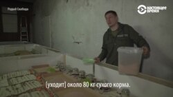 Протеиновые батончики из сверчков (видео)