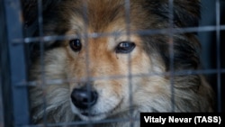 Отлов бездомных собак общественной организацией "Право на жизнь" в Калининграде