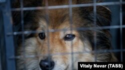 Отлов бездомных собак общественной организацией "Право на жизнь" в Калининграде (архивное фото)