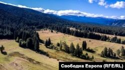 Гора край село Говедарци