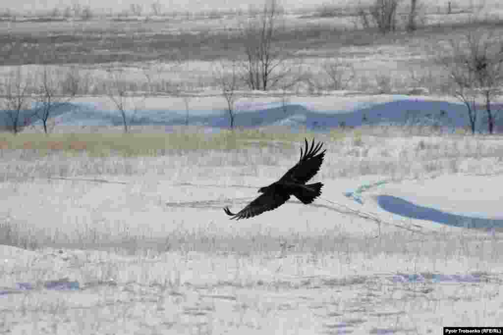 A golden eagle in flight