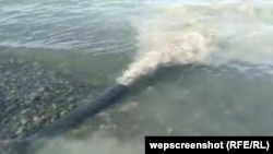 Сток из трубы в озеро Алаколь мутной воды возмутил отдыхающих. Кадр из видео, распространенного в социальных сетях.