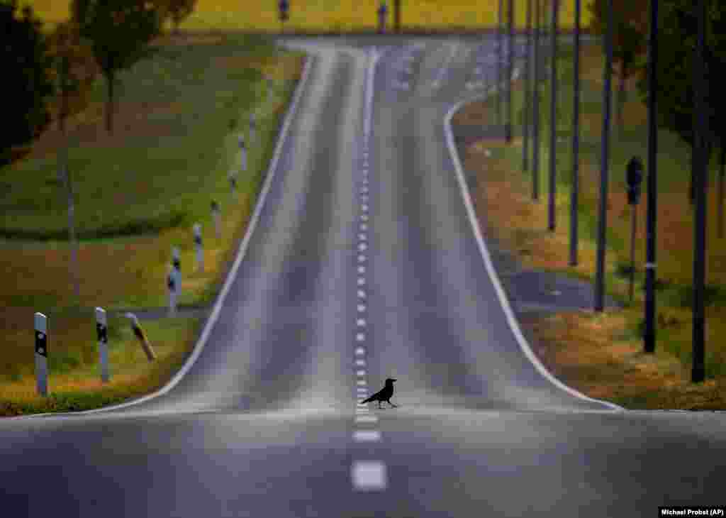 A crow walks across an empty road in Frankfurt, Germany. (AP/Michael Probst)