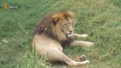 В крымском сафари-парке «Тайган» слепая львица Стрекоза родила львят (видео)