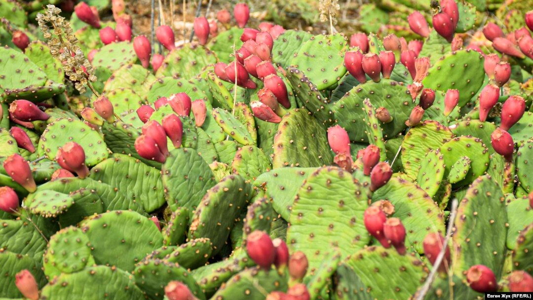 Opuntia kaktusları