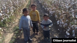 Using child labor to harvest cotton is rampant in Uzbekistan. (file photo)