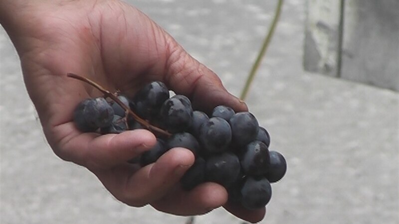 Заев бара винариите да останат на договорените откупни цени на грозјето