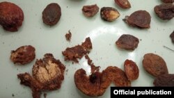 Фарғонадан экспорт қилинган туршакда капр қўнғизининг топилгани ортидан бу вилоятдан Россияга қурқ мевалар олиб кириш тақиқланган эди. Россельхознадзор сайтидан олинган сурат.
