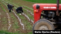 Ilustrativna fotografija, poljoprivrednici na njivi u okolini Leskovca, foto arhiv