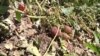 Armenia -- A strawberry crop in the Armavir region damaged by hail, 20 May 2010.