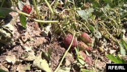 Armenia -- A strawberry crop in the Armavir region damaged by hail, 20 May 2010.