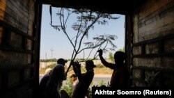 Карачи қаласының сыртында ағаш отырғызып жүрген жұмысшылар.