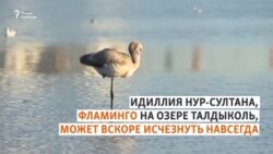 «Мы, как птицы, защищаем наши гнезда»
