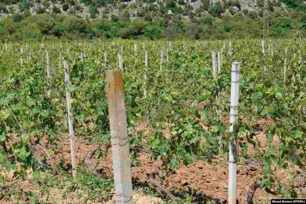 Plantaža vinove loze kod Čapljine