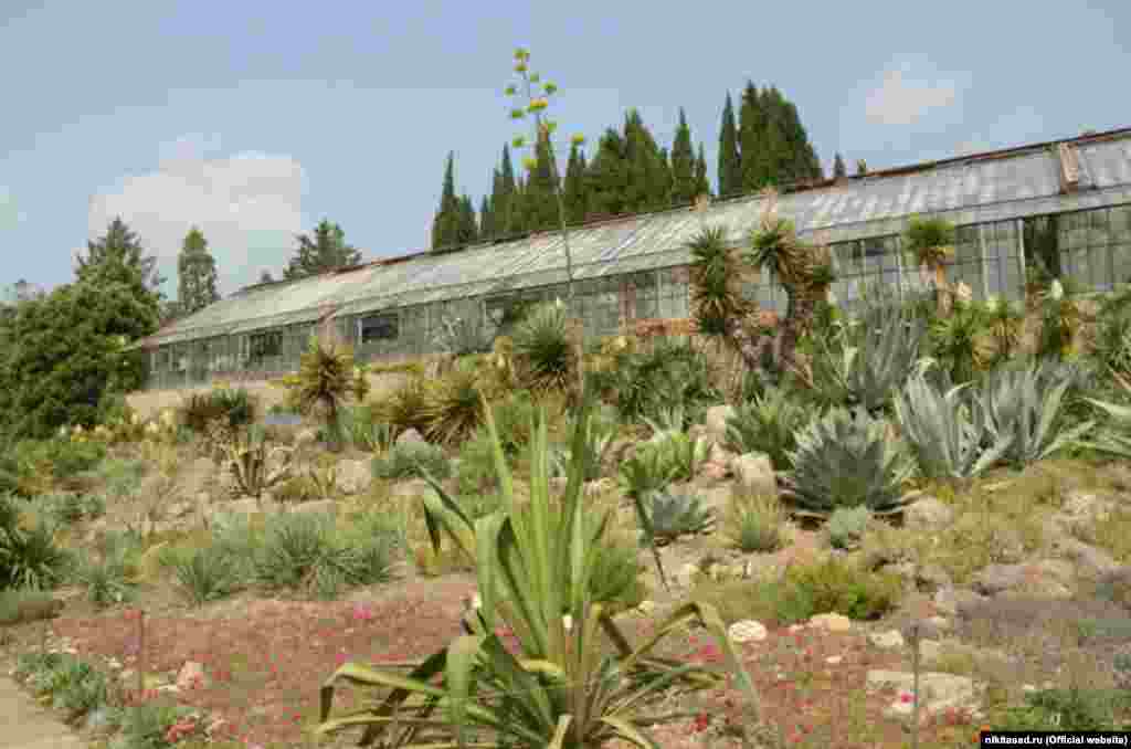 Кактусова оранжерея Нікітського ботанічного саду святкує своє 20-річчя, 4 серпня 2016 року