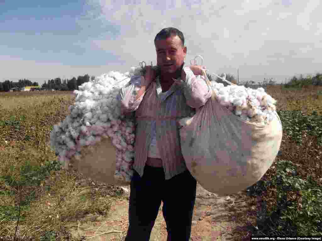 Many Uzbeks are ordered by their employers to temporarily give up their normal work and pick cotton instead. Medical students report being forced to sign documents saying they are going to the fields "voluntarily, in order to help his motherland to thrive."