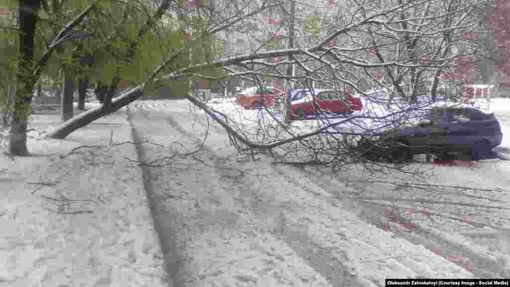 Негода у Запоріжжі: повалені дерева, понищені автівки