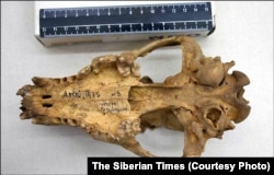 A 31,000-year-old skull of a canid that was buried ritually by humans at the Rasboinichya Cave in the Altai Mountains of Central Asia.