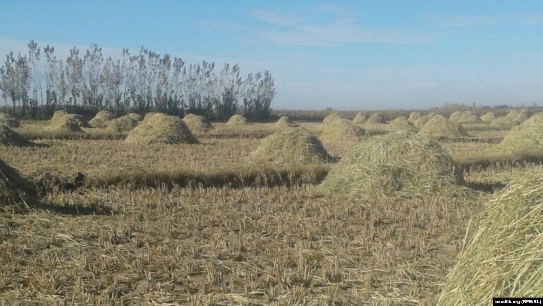 Шовотдаги шолизор 